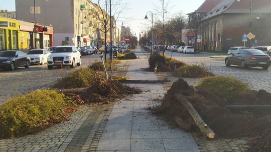 Aleja Wolności w Głogowie: wymiana drzew w ramach gwarancji