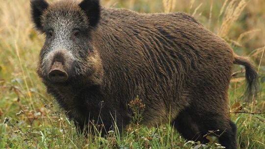 ASF W POWIECIE GŁOGOWSKIM