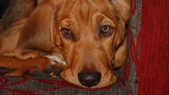 BRZYDKA PRAWDA O PIESKIEJ ARYTMETYCE GŁOGOWA