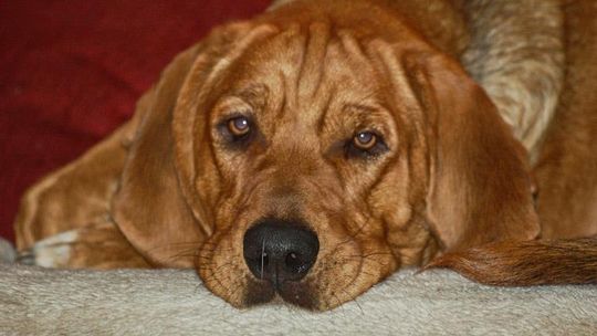 CZIPOWANE PSÓW POD LUPĄ RADNYCH MIEJSKIECH