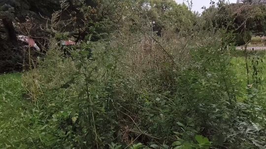 Czy Głogów zarasta? Radny chce powołania Zakładu Zieleni