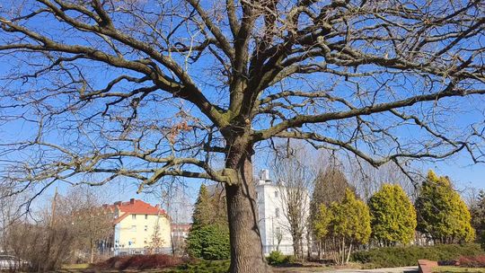 DĄB Z GŁOGOWA ZAWALCZY O TYTUŁ DRZEWA ROKU 2026