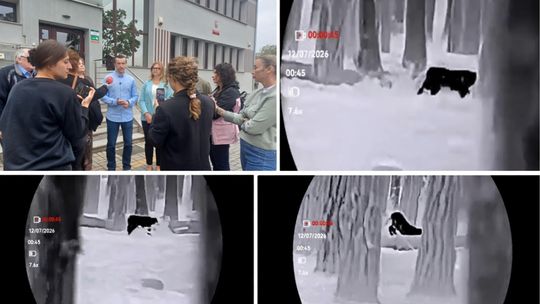 DZIKI DUZY KOT W OKOLICY PĘCŁAWIA. CZY TO NAPRAWDĘ PUMA?