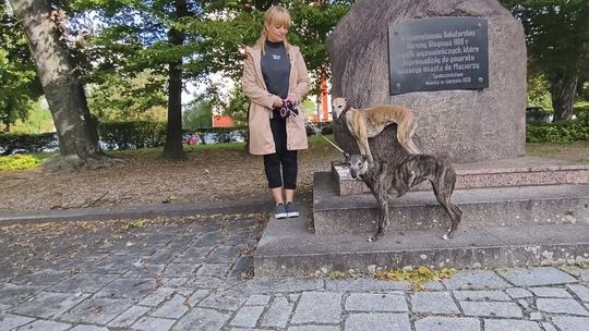Głogów dołącza do Great Global Greyhound Walk – spacer chartów już w niedzielę