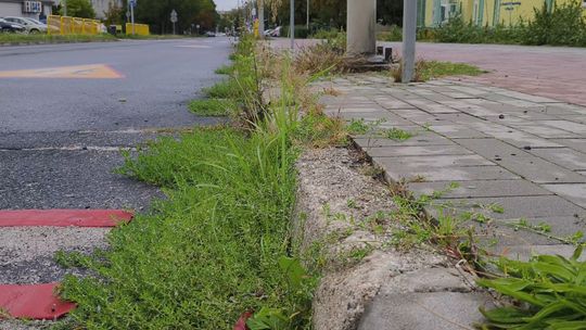 GŁOGÓW WYDAJE MILIONY NA ZIELEŃ. MIESZKAŃCY PYTAJĄ: GDZIE EFEKT?