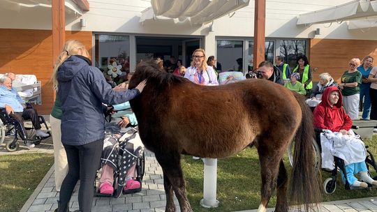 Konie ze stajni w Jakubowie w hospicjum w Głogowie. Pacjenci byli zachwyceni