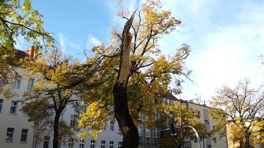 ŁAMAŁO DRZEWA