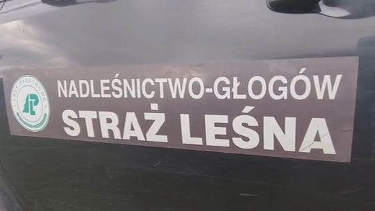 Leśnicy ruszają do lasów. Kontrole przed Wszystkimi Świętymi