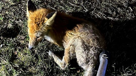 Lis uwięziony w budzie. Nietypowa interwencja strażaków w Chocianowie