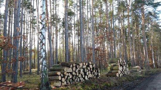 MAŁO KRADZIEŻY DREWNA W NADLEŚNICTWIE GŁOGÓW