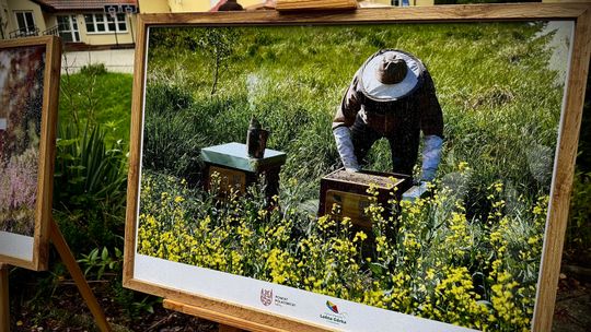 MIODOWA EDUKACJA, CZYLI PODSUMOWANIE PSZCZELARSKIEGO PROJEKTU