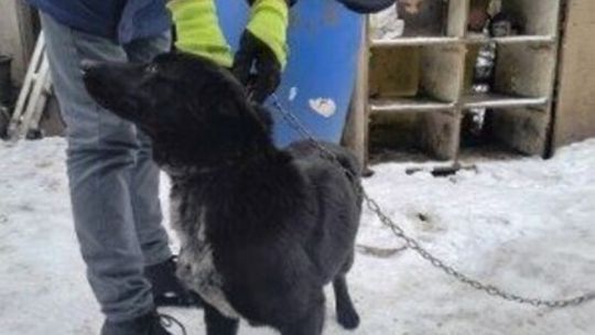 Mróz i śnieg zagrożeniem. Straż odebrała psy w gminie Wschowa