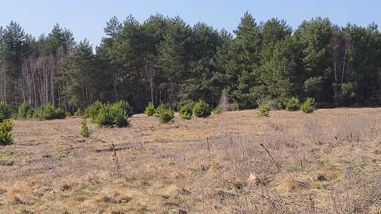 NADLEŚNICTWO GŁOGÓW SKUPUJE GRUNTY POD LASY