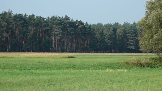 NADLEŚNICTWO GŁOGÓW SKUPUJE ZIEMIĘ POD LAS