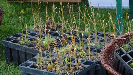 Nadleśnictwo Głogów zaprasza: stare opony i elektrośmieci za sadzonki