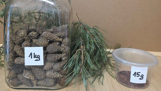 Nadleśnictwo Głogów zebrało 500 kg szyszek. Co z nich powstanie?