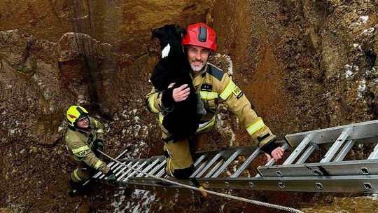 Pies uratowany z głębokiego dołu. Bohaterska akcja strażaków.