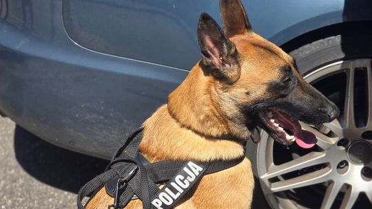 Policja przypomina: nie zostawiaj dzieci i zwierząt w samochodzie!