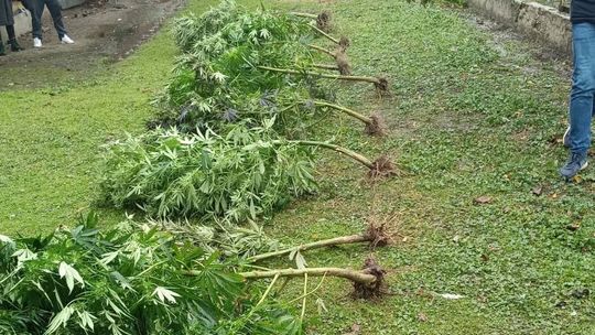 Policjanci odkryli plantację konopi