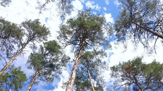 PORADY LEŚNIKÓW PRZED NOCOWANIEM W LESIE I NIE TYLKO
