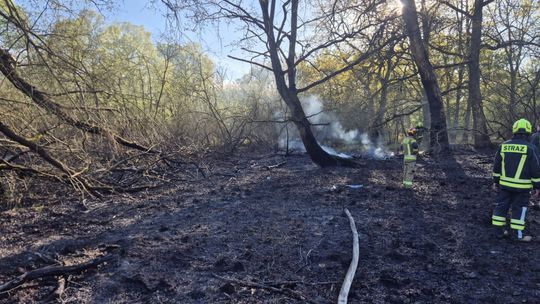 Pożar lasu w gminie Pęcław. Kilka hektarów w ogniu