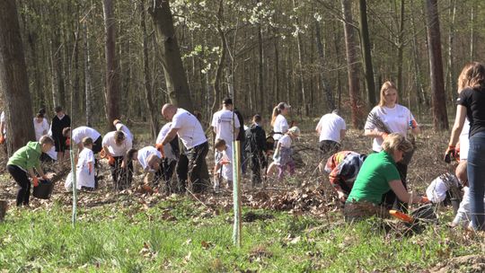 PRACOWNICY KGHM SADZILI LAS