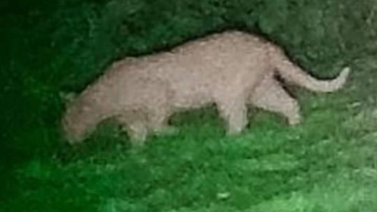 Puma zauważona w Golowicach. Policja apeluje do mieszkańców