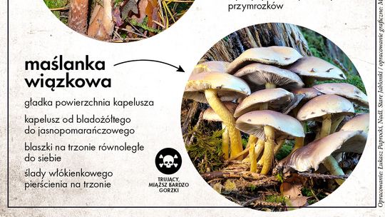 Sezon na grzyby: Uważaj na niebezpieczne pomyłki