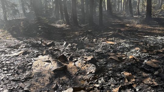 Spłonęły hektary lasu