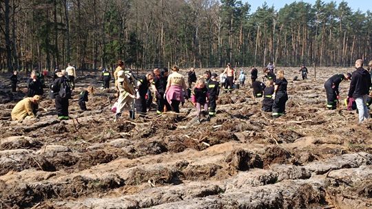 Strażacy i mieszkańcy razem dla lasu. 2800 nowych drzew