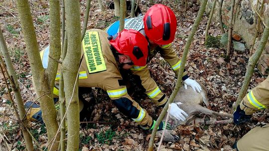 Strażacy z Polkowic ruszyli na pomoc zwierzętom