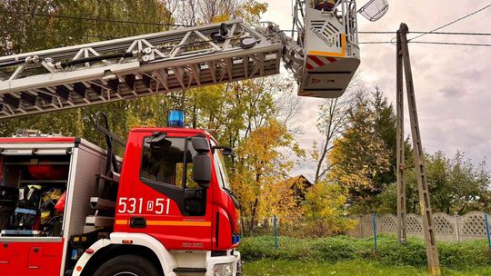 Szop utknął na słupie energetycznym. Nietypowa interwencja strażaków