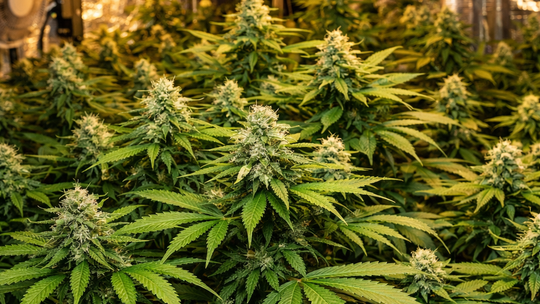 UPRAWIALI MARIHUANĘ W DOMU I NA DZIAŁCE