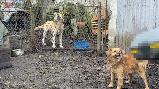 Usłyszał zarzuty znęcania się nad psami po raz kolejny...