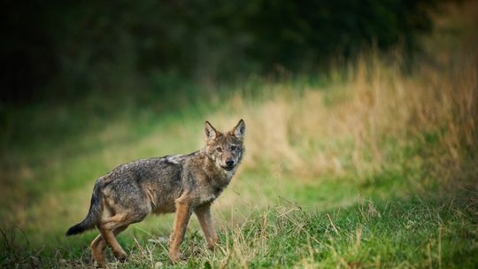 Wilki w Gminie Żukowice – apel do mieszkańców o ostrożność