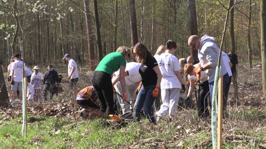 Wolontariusze KGHM znów sadzą las przy hucie