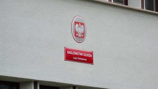 Z HAMAKIEM DO LASU