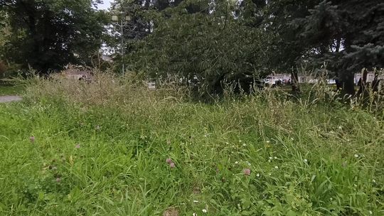 Zarośnięty Głogów? Radni spierają się o sposób na miejską zieleń