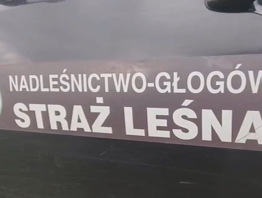 Leśnicy ruszają do lasów. Kontrole przed Wszystkimi Świętymi