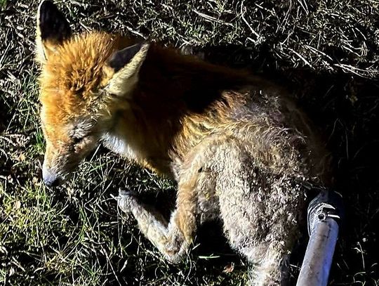 Lis uwięziony w budzie. Nietypowa interwencja strażaków w Chocianowie