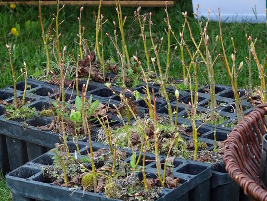 Nadleśnictwo Głogów zaprasza: stare opony i elektrośmieci za sadzonki