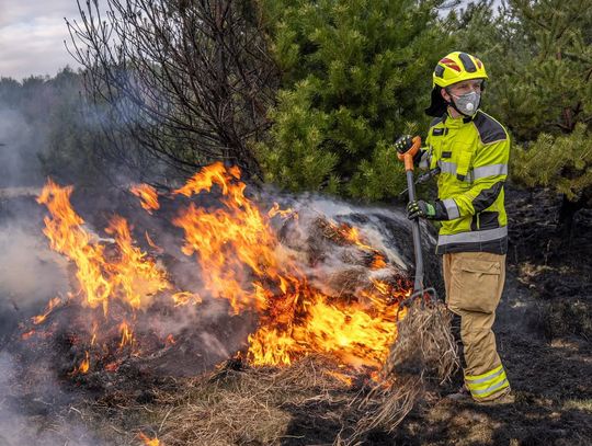 Ogień dotarł do lasu. Strażacy walczyli pod Polkowicami
