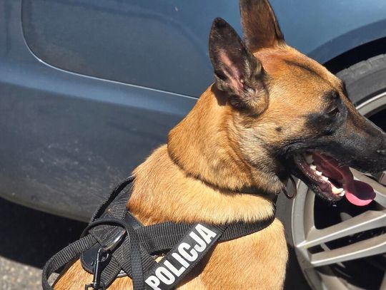 Policja przypomina: nie zostawiaj dzieci i zwierząt w samochodzie!