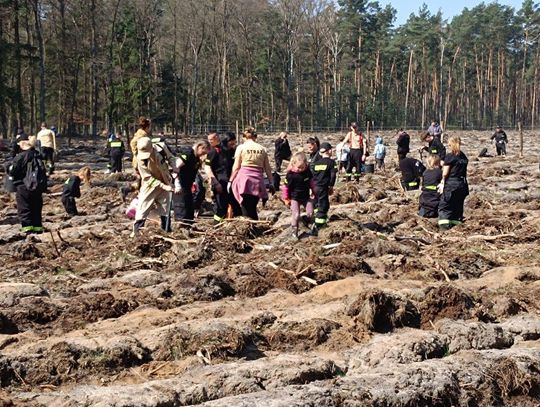 Strażacy i mieszkańcy razem dla lasu. 2800 nowych drzew