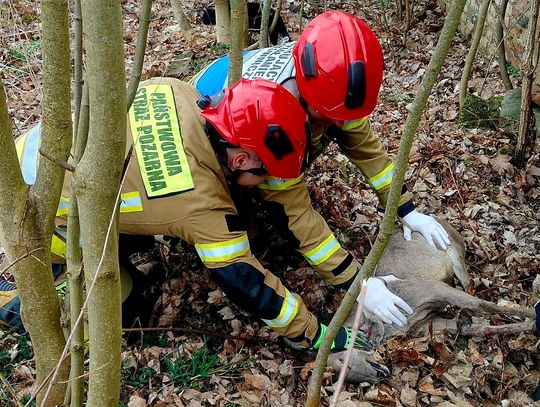 Strażacy z Polkowic ruszyli na pomoc zwierzętom
