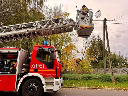 Szop utknął na słupie energetycznym. Nietypowa interwencja strażaków