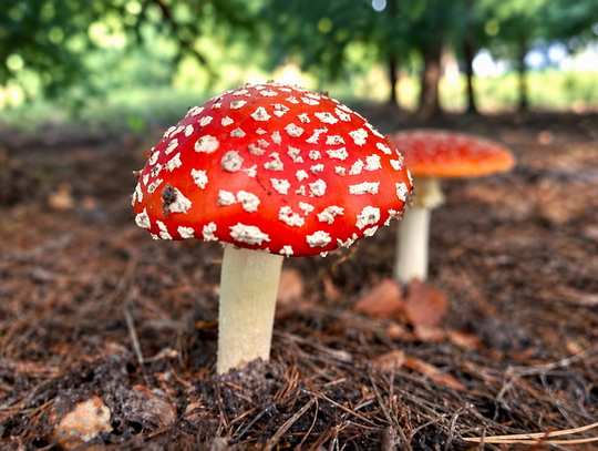 Zabłądziły podczas grzybobrania. Pomógł numer na leśnym słupku