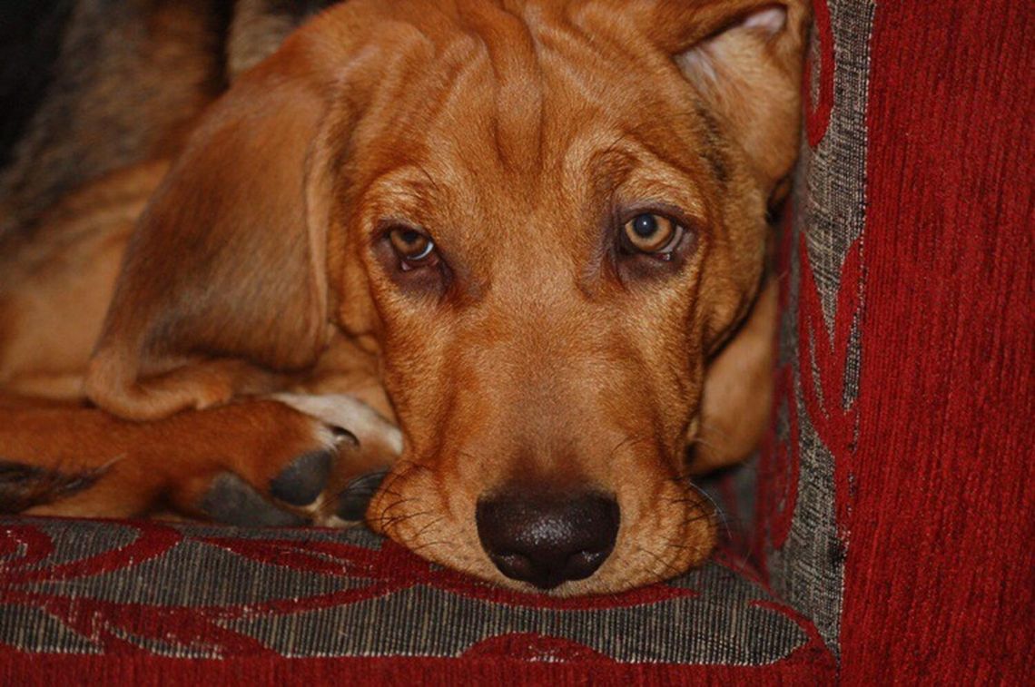 BRZYDKA PRAWDA O PIESKIEJ ARYTMETYCE GŁOGOWA BRZYDKA PRAWDA O PIESKIEJ ARYTMETYCE GŁOGOWA