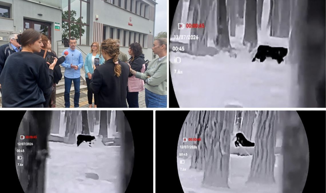 DZIKI DUZY KOT W OKOLICY PĘCŁAWIA. CZY TO NAPRAWDĘ PUMA? DZIKI DUZY KOT W OKOLICY PĘCŁAWIA. CZY TO NAPRAWDĘ PUMA?