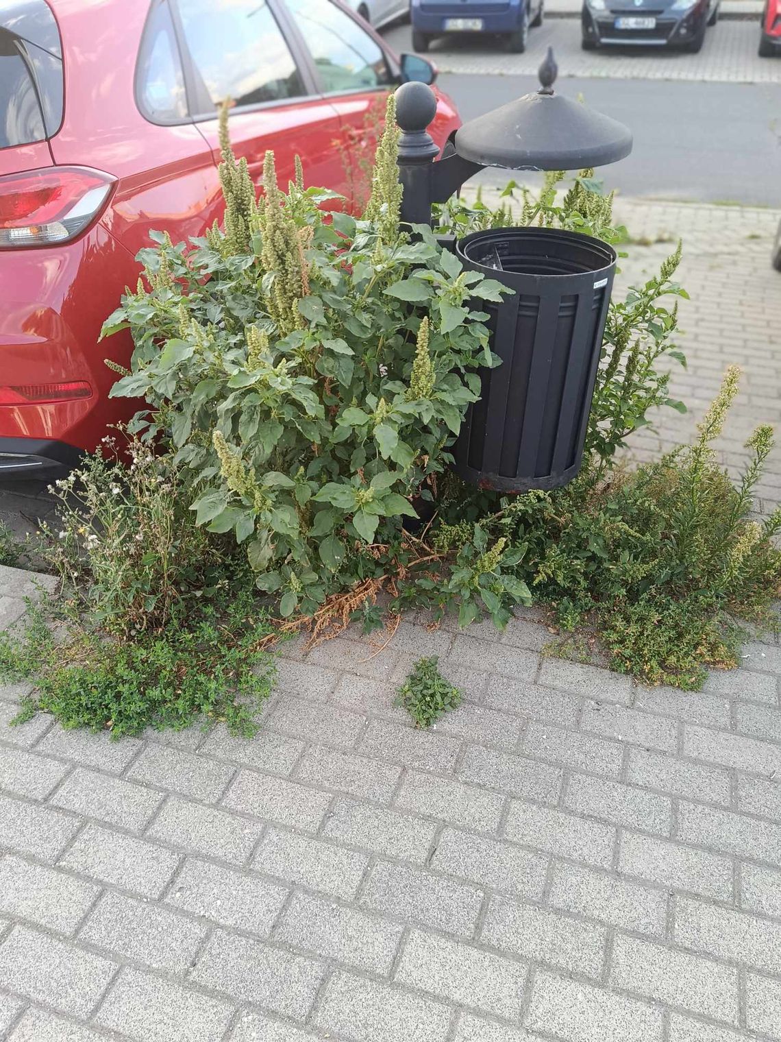 Głogów zarasta? Mieszkańcy pokazują zdjęcia i pytają: gdzie są służby? Głogów zarasta? Mieszkańcy pokazują zdjęcia i pytają: gdzie są służby?